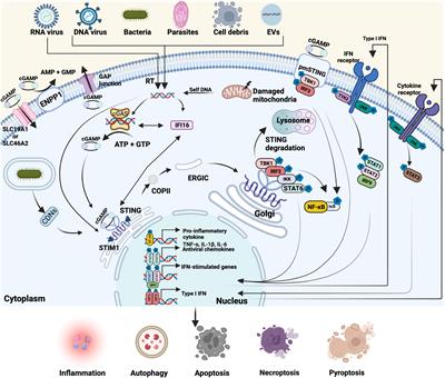 cGAS-STING signaling pathway in intestinal homeostasis and diseases